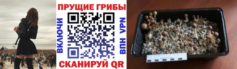 omg ТОР  купить  цена  Междуреченск  Галлюциногенные грибы мухоморы 